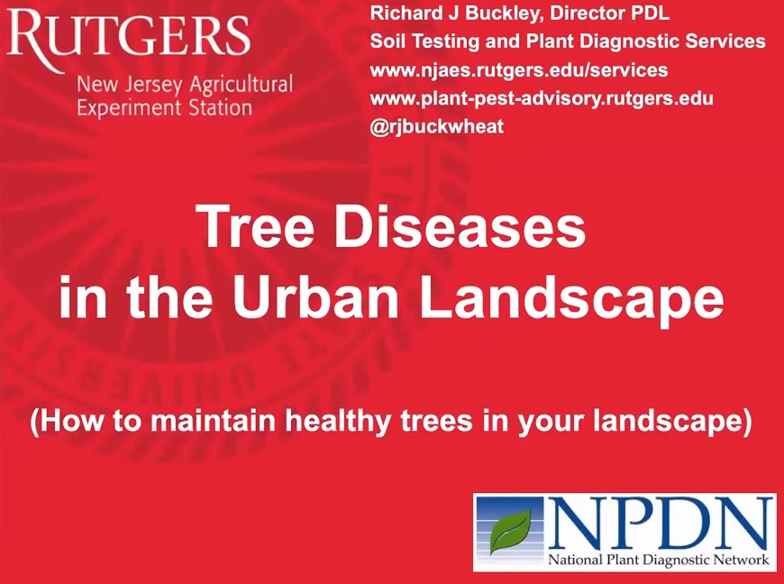 Tree_Diseases
